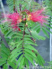 Calliandra houstoniana, Tree Calliandra, Powderpuff