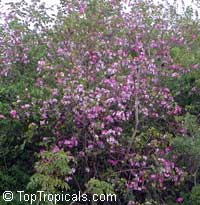 Bauhinia purpurea, Orchid Tree, Butterfly Tree