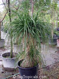 Beaucarnea recurvata, Nolina recurvata, Ponytail Palm, Pony Tail, Bottle Palm, Nolina, Elephant-foot Tree