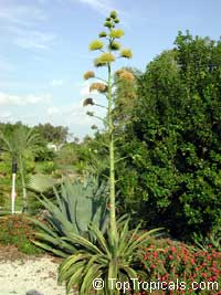 Agave tequiliana, Agave ferox, Tequila Agave, Century plant Agave tequiliana, Agave ferox, Tequila Agave, Century plant