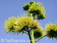 Agave tequiliana, Agave ferox, Tequila Agave, Century plant Agave tequiliana, Agave ferox, Tequila Agave, Century plant