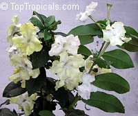 Brunfelsia lactea, Lady of the night