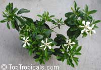 Gardenia vietnamensis, Vietnamese Gardenia Gardenia vietnamensis, Vietnamese Gardenia
