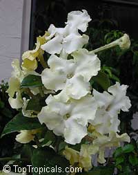Brunfelsia gigantea, Lady of the Night