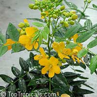 Cassia bahamensis, Senna mexicana chapmanii, Bahama Senna, Bahama Cassia Cassia bahamensis, Senna mexicana chapmanii, Bahama Senna, Bahama Cassia