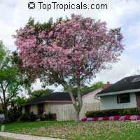 Tabebuia heterophylla Tabebuia heterophylla