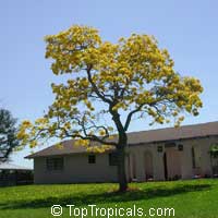 Tabebuia caraiba, Tabebuia argentea Tabebuia caraiba, Tabebuia argentea