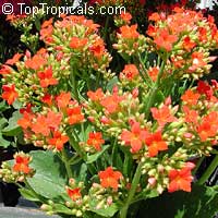 Kalanchoe blossfeldiana hybrids