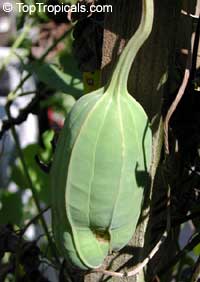 Aristolochia grandiflora, Calico Flower, Pelican Flower