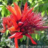 Erythrina indica, Coral Tree, Sunshine Tree