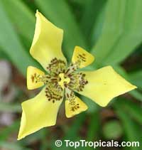 Neomarica longifolia, Trimezia martinicensis