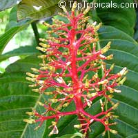 Palicourea corniculata Palicourea corniculata