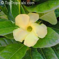 Urechites lutea, Vinca lutea, Pentalion luteum, Yellow Mandevilla, Yellow Dipladenia, Wild Allamanda