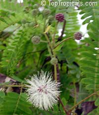 Lysiloma microphylla, Lysiloma watsonii