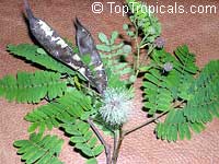 Lysiloma microphylla, Lysiloma watsonii