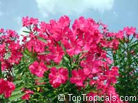 Nerium oleander, Oleander Nerium oleander, Oleander