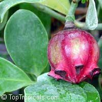 Clusia lanceolata, Copey, Balsam Apple, Pitch Apple, Cerra cipapao apple