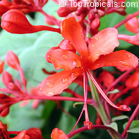Clerodendrum speciosissimum, Clerodendrum fallax, Clerodendrum japonicum, Java Glorybower, Clerodendron