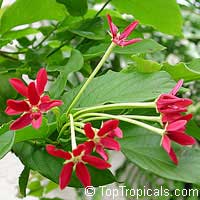 Quisqualis indica Quisqualis indica