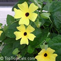 Thunbergia alata, Black eye Susan