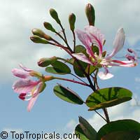 Bauhinia corymbosa ( phanera ), Vining bauhinia, Climbing Bauhinia, Camel
