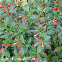 Cuphea ignea, Cigar Flower, Cigarette Plant, Firecracker Plant