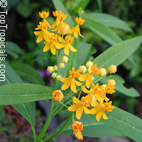 Asclepias curassavica - Yellow Milkweed, Butterfly Weed 

Click to see full-size image