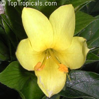 Barleria micans, Barleria oenotheroides