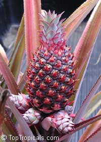 Ananas comosus - edible Pineapple Florida Special

Click to see full-size image
