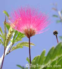 Calliandra surinamensis, Surinam Powder Puff, Pink Powder Puff, Surinamese Stickpea, Officiers-kwast