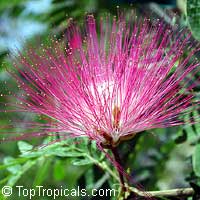 Calliandra surinamensis, Surinam Powder Puff, Pink Powder Puff, Surinamese Stickpea, Officiers-kwast