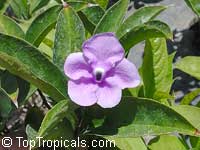 Brunfelsia pilosa, Manaca root