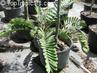 Zamia furfuracea Zamia furfuracea