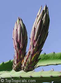 Hylocereus sp., Selenicereus sp., Pitaya, Pitahaya, Dragon Fruit, Strawberry Pear