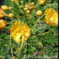 Caesalpinia lutea Caesalpinia lutea