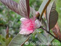 Psidium guajava, Tropical Guava, Guajava