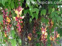 Thunbergia mysorensis, Thunbergia Anderson x Bedd, Hexacentris mysorensis, Clock Vine Thunbergia mysorensis, Thunbergia Anderson x Bedd, Hexacentris mysorensis, Clock Vine