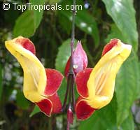 Thunbergia mysorensis, Thunbergia Anderson x Bedd, Hexacentris mysorensis, Clock Vine Thunbergia mysorensis, Thunbergia Anderson x Bedd, Hexacentris mysorensis, Clock Vine