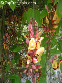 Thunbergia mysorensis, Thunbergia Anderson x Bedd, Hexacentris mysorensis, Clock Vine Thunbergia mysorensis, Thunbergia Anderson x Bedd, Hexacentris mysorensis, Clock Vine