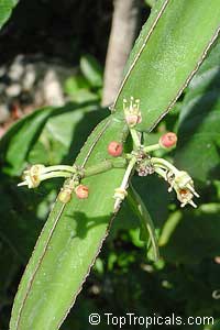 Cissus quadrangularis, Vitis quadrangularis, Veld grape Cissus quadrangularis, Vitis quadrangularis, Veld grape