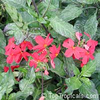 Crossandra Nile Queen, Red crossandra