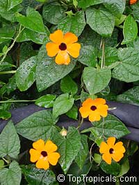 Thunbergia alata, Black eye Susan
