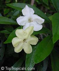 Brunfelsia manaca (corrugata) - Perfume Lady

Click to see full-size image