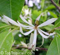 Magnolia x Alba, Michelia x Alba, White Champak, Pak-Lan, Banana Shrub, Cempaka Putih, Bai Yu Lan ( white-jade flower), Bai Yu Lan, Safa, Magnolia x Alba, Michelia x Alba, White Champak, Pak-Lan, Banana Shrub, Cempaka Putih, Bai Yu Lan ( white-jade flower), Bai Yu Lan, Safa,