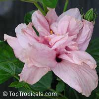 Hibiscus Myrna Loy, Hibiscus Myrna Loy