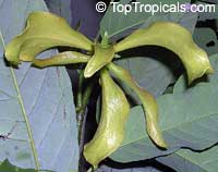 Desmos chinensis, Dwarf Ylang Ylang shrub