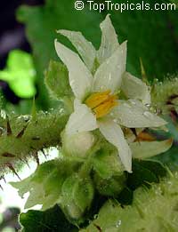 Solanum quitoense, Solanum angulatum, Naranjilla, Naranjillo, Lulo