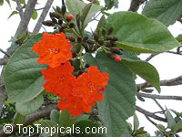 Cordia sebestena, Geiger Tree, Scarlet Cordia, Aloe Wood Cordia sebestena, Geiger Tree, Scarlet Cordia, Aloe Wood