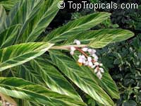 Alpinia zerumbet Alpinia zerumbet