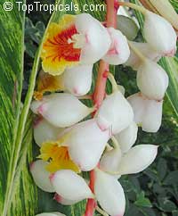 Alpinia zerumbet Alpinia zerumbet